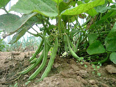 Decipher the most common genome of Central America beans