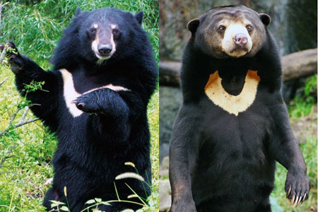 Decipher the mysterious 'beast' biting off the dog's head in Quang Ngai