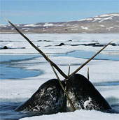 Decipher the mysterious ivory of the narwhal