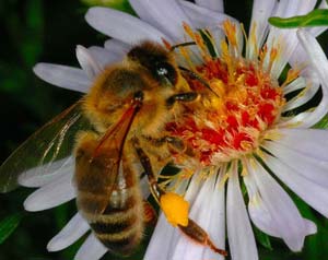Decipher the mysterious life of honey bees