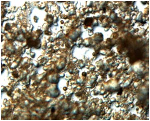 Decipher the mystery of bacteria living half a million years