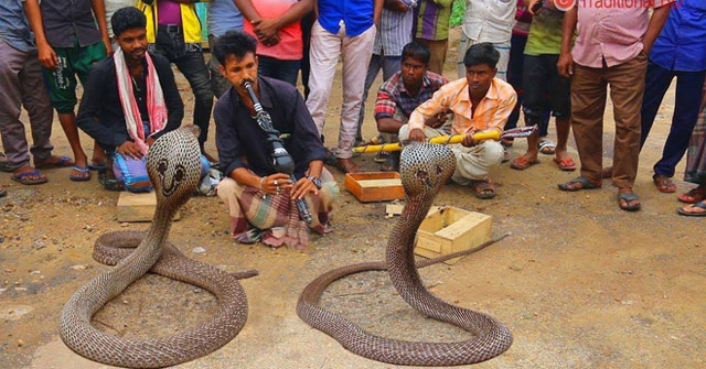 Decipher the secret behind the cobra control magic with the trumpet of the Indian snake witch
