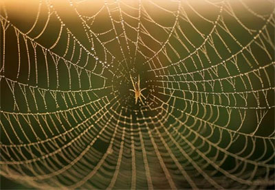 Decipher the secret of spider web