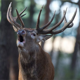 Decipher the secret that can tame wild animals