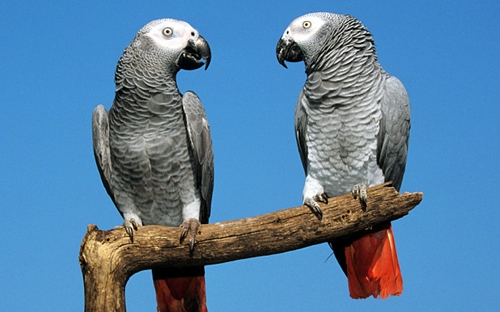Decipher the secret that makes parrots talk