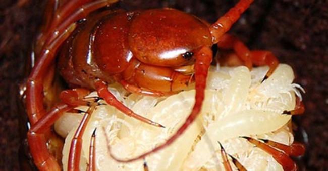 Decipher why the giant centipede feeds itself on its own body