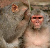 Deciphering altruism