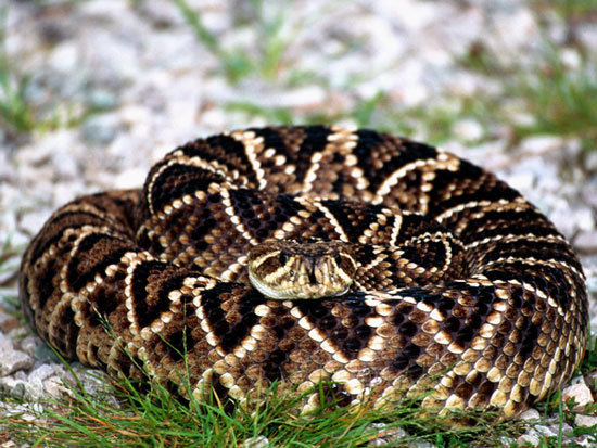 Deciphering 'husbandless' in animals