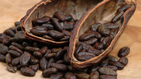 Decode 99% of the genome sequence of cocoa trees