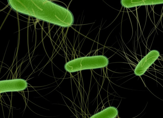 Decode dead E.coli strains
