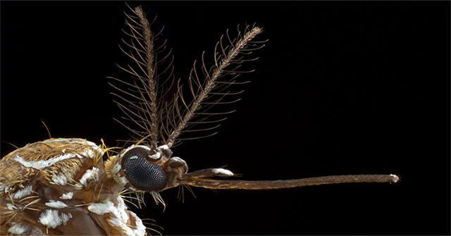 Decode how mosquitoes find burning humans