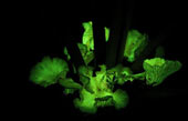 Decode luminescent characteristics of mushrooms