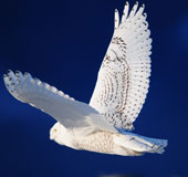 Decode the ability to fly invisibility in the owl
