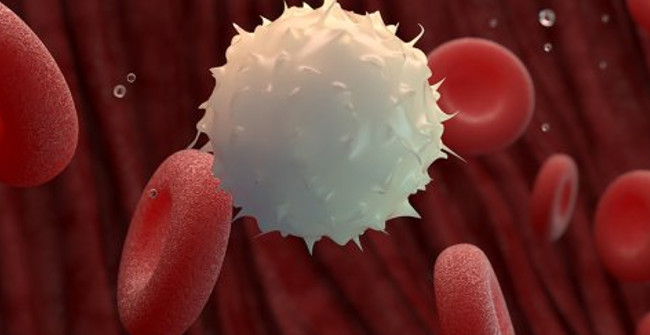 Decode the ability to recognize the 'super-accurate' old person of the immune system