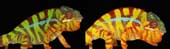 Decode the ability to turn the magic color of geckos