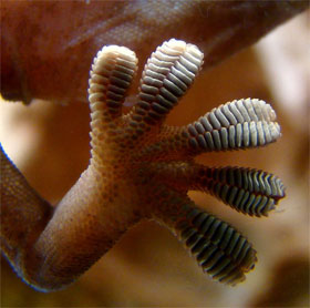 Decode the anti-slip mechanism of gecko feet