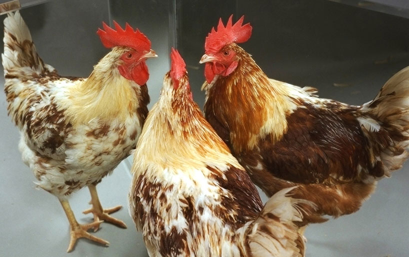 Decode the bisexual chicken phenomenon