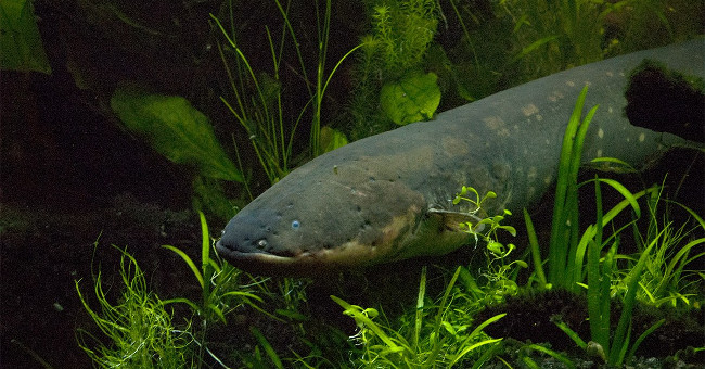 Decode the discharge mechanism to kill the prey of Amazon aquatic monsters