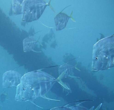 Decode the disguise of fish