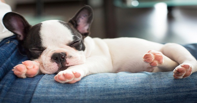 Decode the dream of a dog