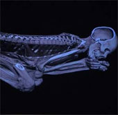 Decode the Egyptian mummy with a new CT scanner