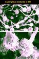 Decode the gene for a deadly fungus