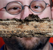 Decode the genetic genome of the termite