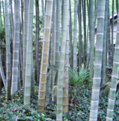 Decode the genome bamboo Moso