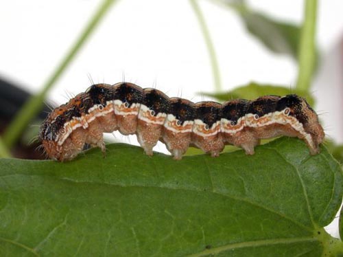 Decode the genome of the world's most harmful insect