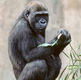Decode the gorilla genome
