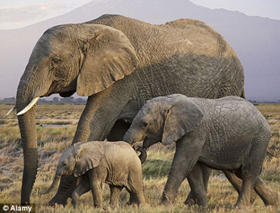 Decode the language of the elephant