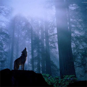 Decode the screeching sound of wolves