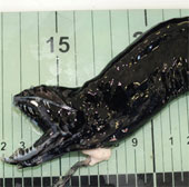 Decode the sea monsters 'alien'