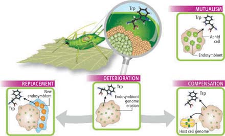 Decode the smallest bacterial genome