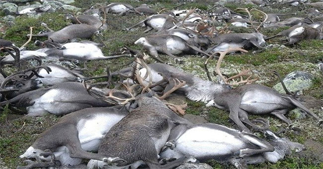 Decode the strange effect behind the 300 dead reindeer events in Norway