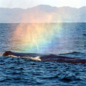 Decode whale phenomenon to create a beautiful rainbow