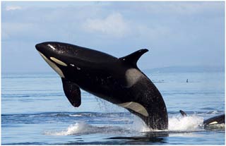 Decode whale sounds