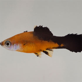 Decoded the mackerel genome