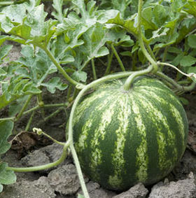 Decoded the watermelon genome