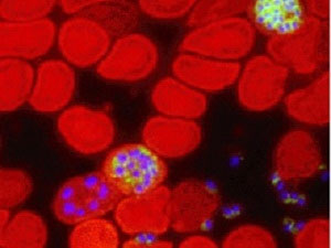 Decoding DNA of malaria parasite
