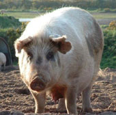 Decoding genes for breeding pigs for medicine and livestock