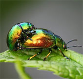 Decoding homosexual behavior in insects