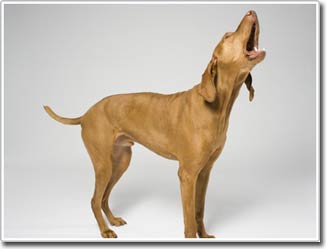 Decoding language of the dog species