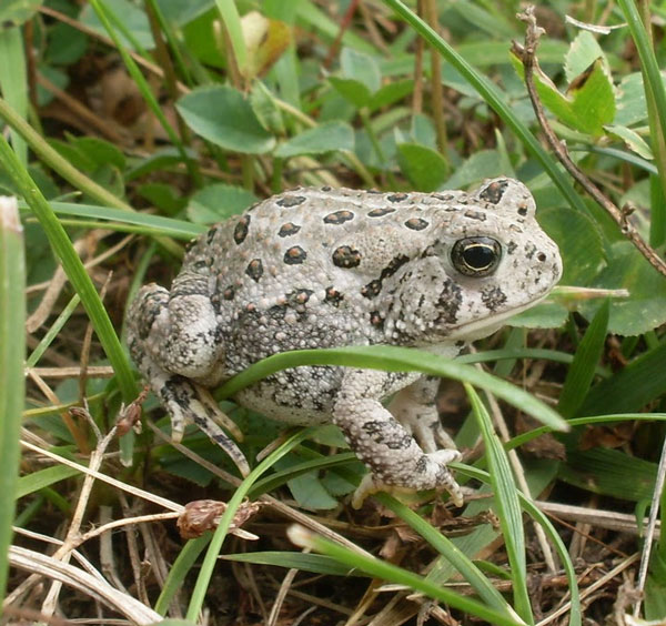 Decoding love song for frogs