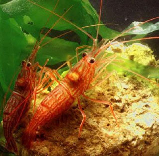 Decoding shrimp phenomenon