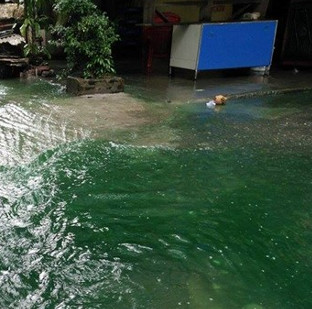 Decoding the cause of flooded water turning green in Hanoi
