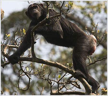 Decoding the cry of chimpanzees when