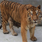 Decoding the gene of the big cat family line