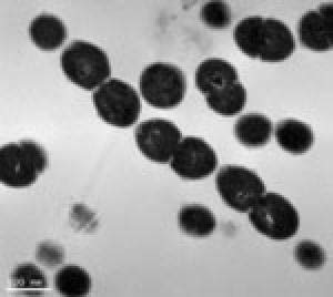 Decoding the genome of oral pathogens