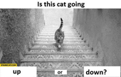 Decoding the illusion painting The cat on the stairs causes a fever